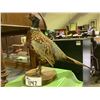 Image 1 : TAXIDERMY PHEASANT ON WOOD STAND