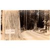 Image 1 : Frank Patterson Real Photo Postcard: California Auto Club Sign [127247]