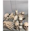 Image 1 : Under Wraps 2 - Large group of Halloween Skeleton Set dec - Includes Two Armadillo skeleton, Spider