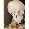 Image 2 : Prop skeleton on stand