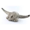 Image 2 : Ancient Fossil Of Bison Skull