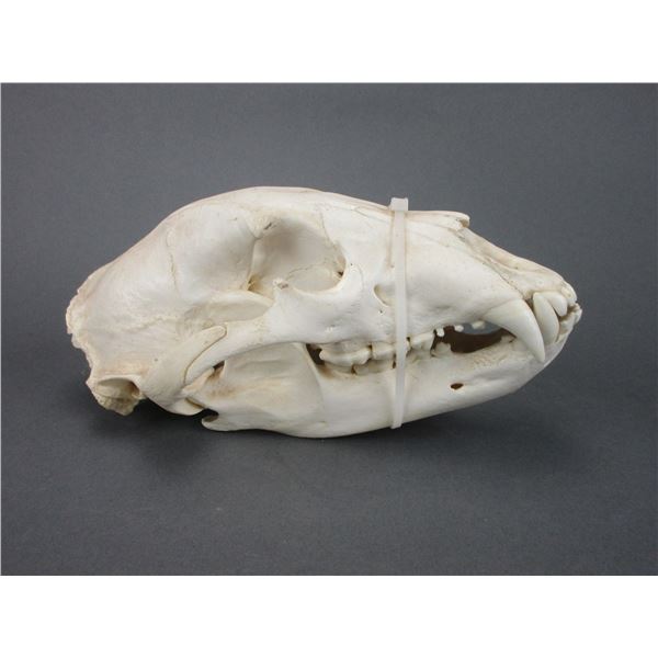Bear Skull- 11" X 6.5"