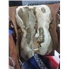 Image 4 : 11" Kids Saddle- Rough Sheepskin- Decent Shape