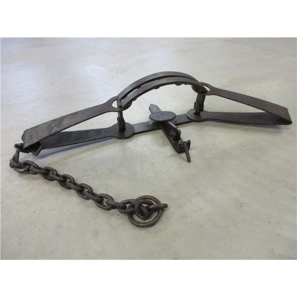 Unmarked Bear Trap With Swiveled Chain- Teeth- 35"L