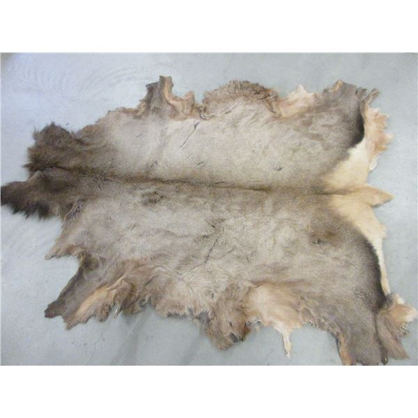 Very Large Tanned Elk Hide Good Condition