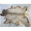 Image 1 : Very Large Tanned Elk Hide- Good Condition