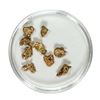 Image 1 : Gold Nuggets 3.09 Grams Total Weight