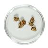 Image 1 : Gold Nuggets 1.74 Grams Total Weight