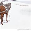 Image 2 : William Nelson "Saddling Up" Limited Edition Lithograph On Paper