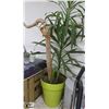 Image 1 : VERY LARGE POTTED PLANT