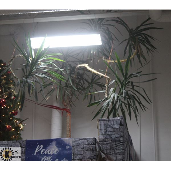 VERY LARGE POTTED PLANT