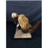 Image 2 : Vintage Taxidermy Mount Mink