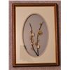 Image 1 : PUSSY WILLOW SHADOW BOX