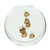 Image 1 : Gold Nuggets 1.69 Grams Total Weight
