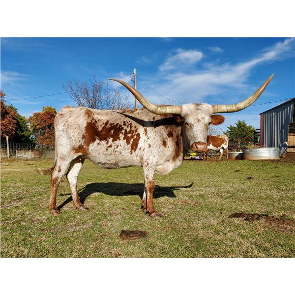 Lady Grace De Palo Pinto