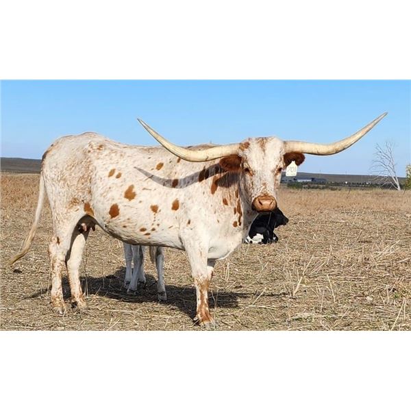 SL Cream’s Delight