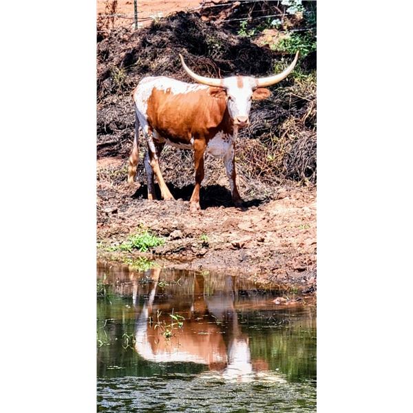 SH Lucky Pearl 16/20