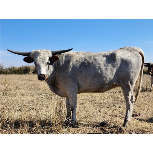 HCR BRUSH WITH MIDNIGHT