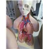 Image 2 : 3-Medical Mannequin Tutorial Model - 3 X $