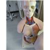 Image 4 : 3-Medical Mannequin Tutorial Model - 3 X $