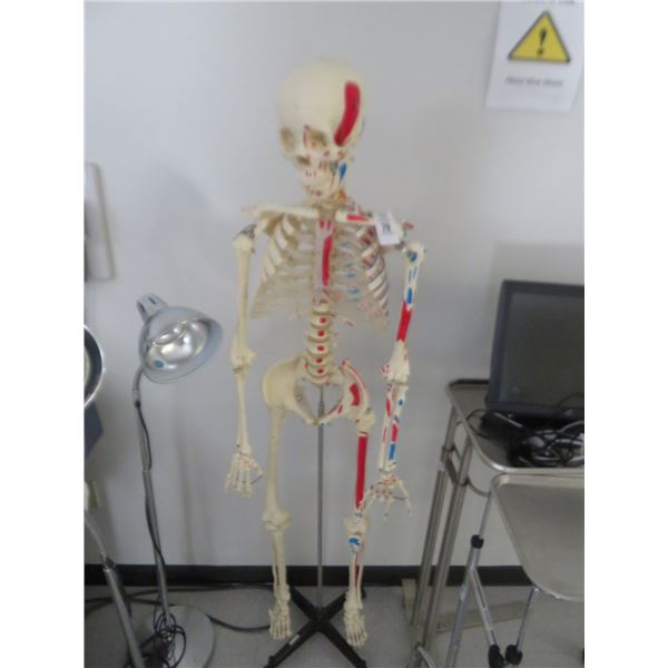 Medical Skelton Display on Rolling Stand