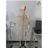 Image 1 : Medical Skelton Display on Rolling Stand
