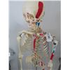Image 2 : Medical Skelton Display on Rolling Stand