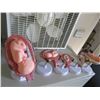 Image 2 : Child In Womb Anatomy Figures (6)