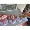 Image 3 : Child In Womb Anatomy Figures (6)