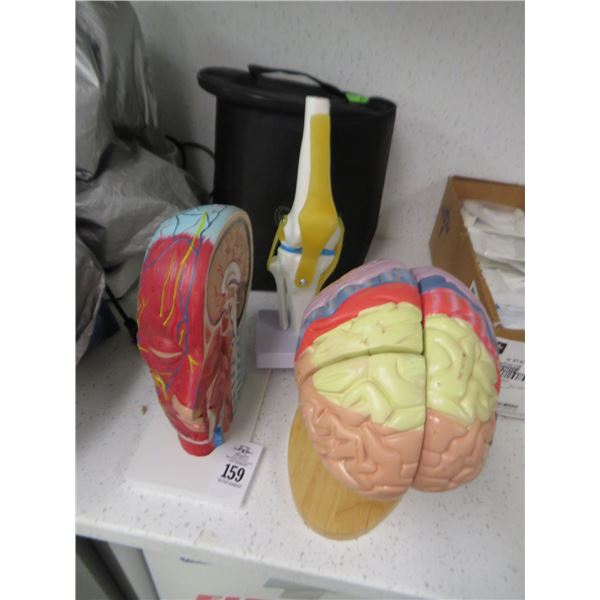 Skull, Brain and Knee Models (3)