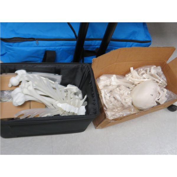 Medical Bone Display Asst. Parts