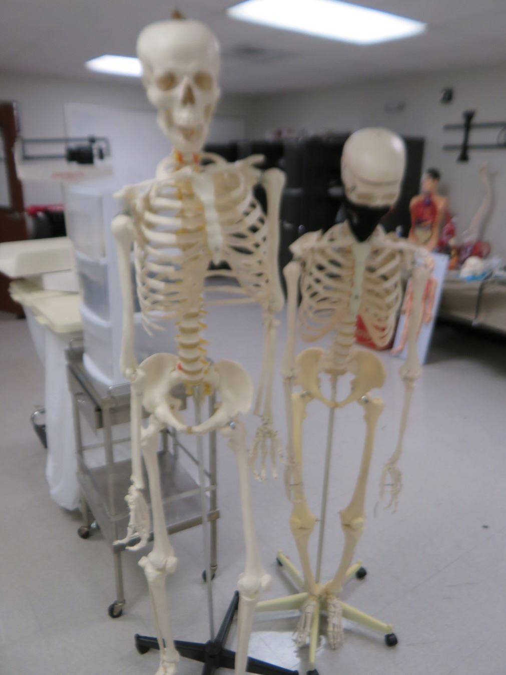 2-Medical Skeleton Displays - 2 X