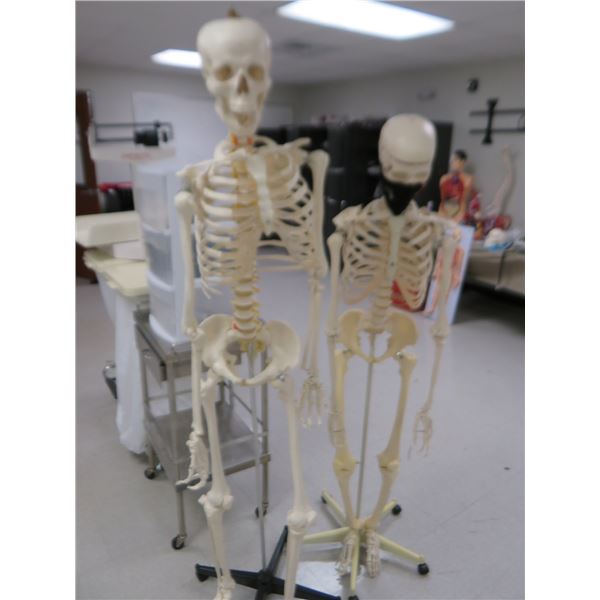 2-Medical Skeleton Displays - 2 X