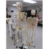Image 1 : 2-Medical Skeleton Displays - 2 X $