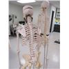 Image 2 : 2-Medical Skeleton Displays - 2 X $