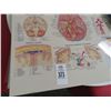 Image 2 : Anatomical Charts