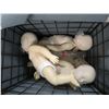 Image 2 : Mannequin CPR Training Babies and Accessories