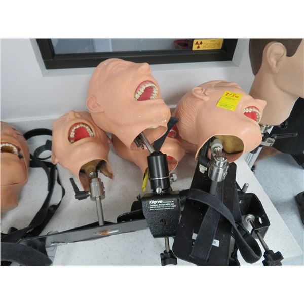 5-Dental Instructional/Mannequin Head - 5 X $