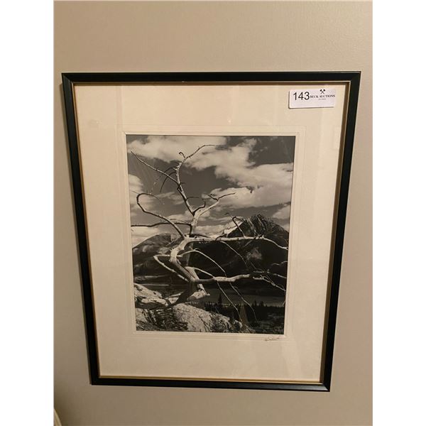 Original  Tree Photography By Dev Banerjee