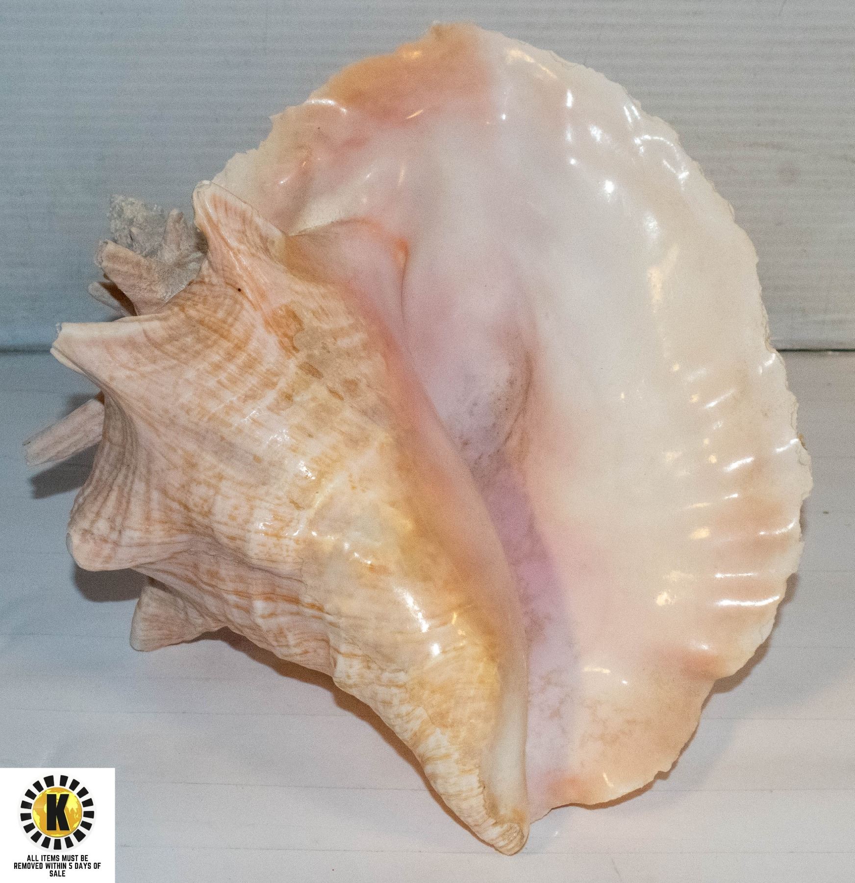 LARGE CONCH SHELL