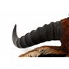 Image 2 : African Tsessebe Shoulder Mount