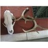 Image 2 : BOX OF MISC. - HORNS, SKULL, ETC.