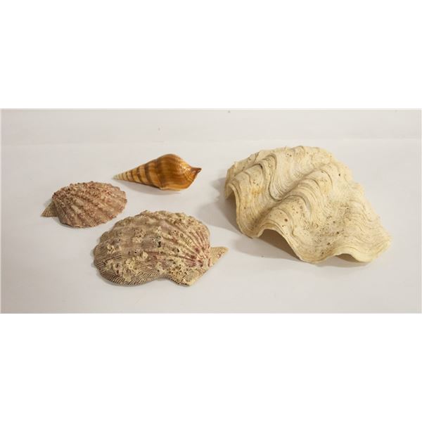 4 LARGE SEASHELLS (LARGEST 6")
