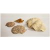 Image 1 : 4 LARGE SEASHELLS (LARGEST 6")