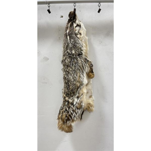 Montana Taxidermy Badger Hide