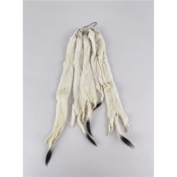 Montana Taxidermy Ermine Pelts