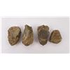 Image 2 : Lot of Fossil Moroccan Trilobites #2