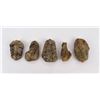 Image 1 : Lot of Fossil Moroccan Trilobites #6