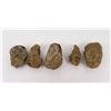 Image 2 : Lot of Fossil Moroccan Trilobites #6