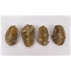 Image 1 : Lot of Fossil Moroccan Trilobites #3